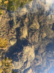 Neureclipsis bimaculata