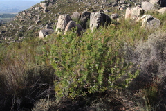 Serruria pedunculata