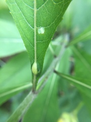 Neolasioptera vernoniae