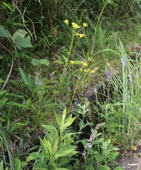 Patrinia scabiosifolia