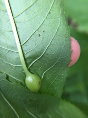 Neolasioptera vernoniae