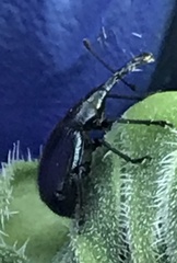 Haplorhynchites aeneus