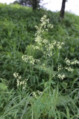 Thalictrum minus hypoleucum