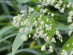 Thalictrum minus hypoleucum