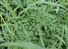Thalictrum minus hypoleucum