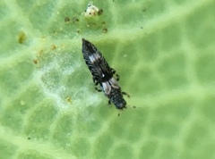 Caliothrips