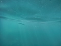 Hemiramphus saltator