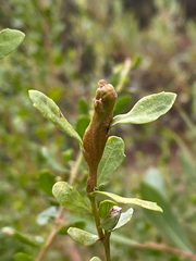 Rhopalomyia baccharis