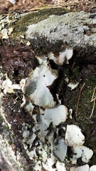 Umbilicaria hirsuta