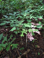 Dracontium soconuscum