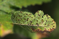 Puccinia malvacearum