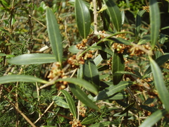 Phillyrea latifolia media