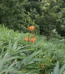 Lilium leichtlinii maximowiczii