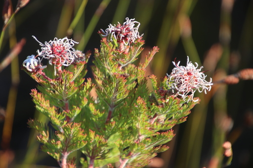 Image of Serruria pedunculata by (c) Tony Rebelo, some rights reserved (CC BY-SA)