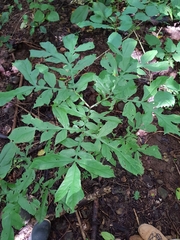 Dracontium soconuscum