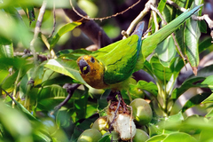 Eupsittula pertinax pertinax