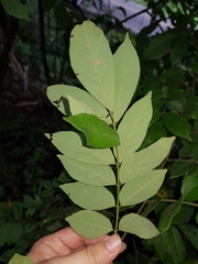 Lonchocarpus minimiflorus