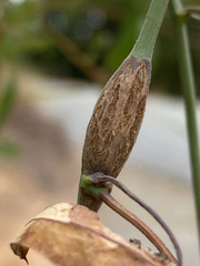 Neolasioptera convolvuli