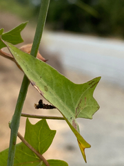 Neolasioptera convolvuli