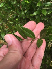 Chamaedaphne calyculata