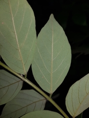 Lonchocarpus minimiflorus