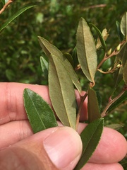 Chamaedaphne calyculata