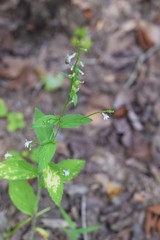 Lobelia inflata