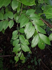 Lonchocarpus minimiflorus