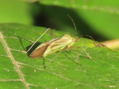 Adelphocoris quadripunctatus