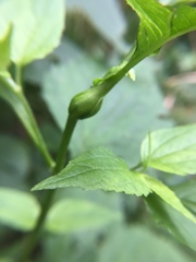 Asphondylia eupatorii