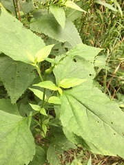 Asphondylia eupatorii