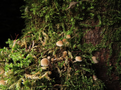 Psathyrella pygmaea