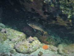 Neoniphon suborbitalis