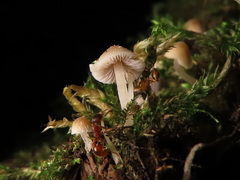 Psathyrella pygmaea