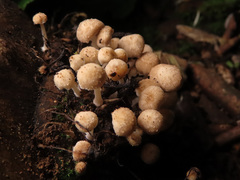 Psathyrella pygmaea