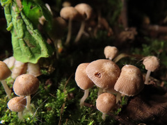 Psathyrella pygmaea