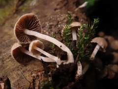 Psathyrella pygmaea