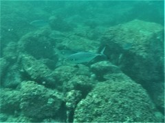 Caranx caballus