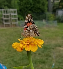 Vanessa cardui