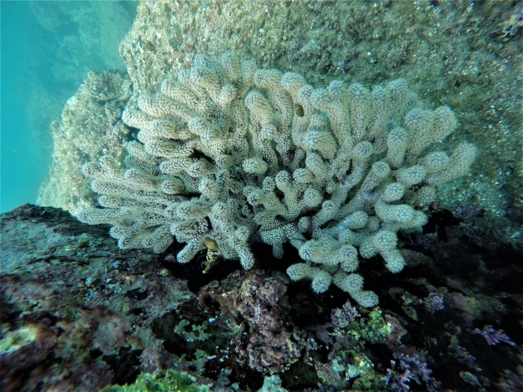 brown gorgonian