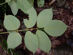 Lonchocarpus acuminatus
