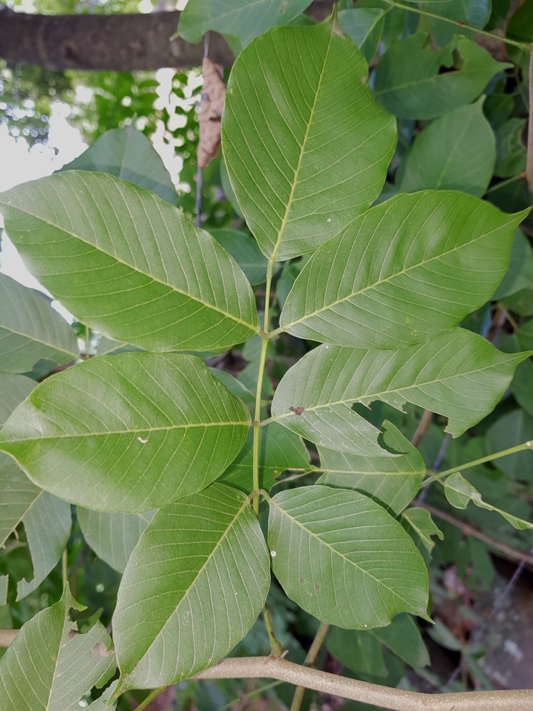 Lonchocarpus acuminatus