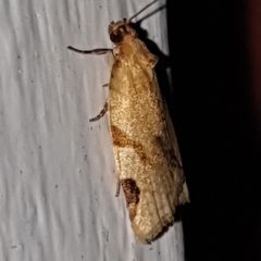 Paramesia gnomana
