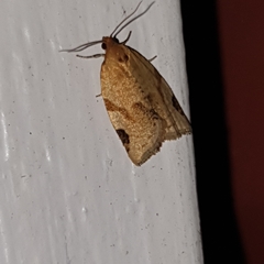 Paramesia gnomana