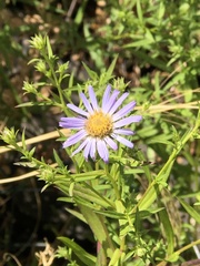 Symphyotrichum hallii