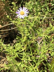 Symphyotrichum hallii