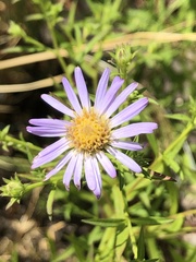 Symphyotrichum hallii