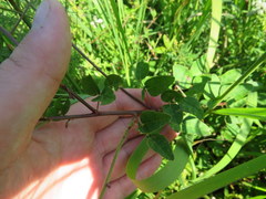Desmodium marilandicum