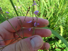 Desmodium marilandicum