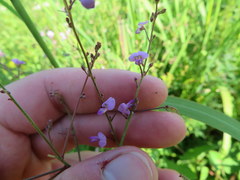 Desmodium marilandicum